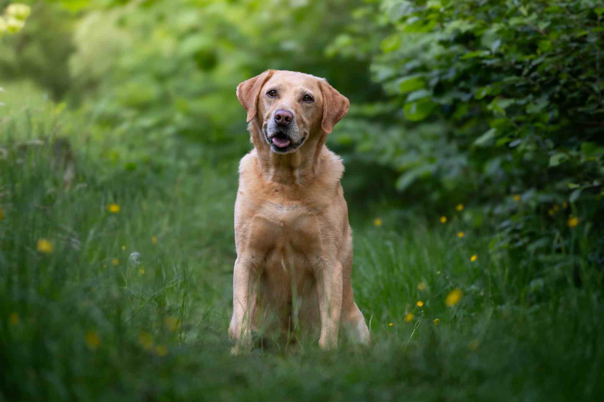 Otis 1.jpg