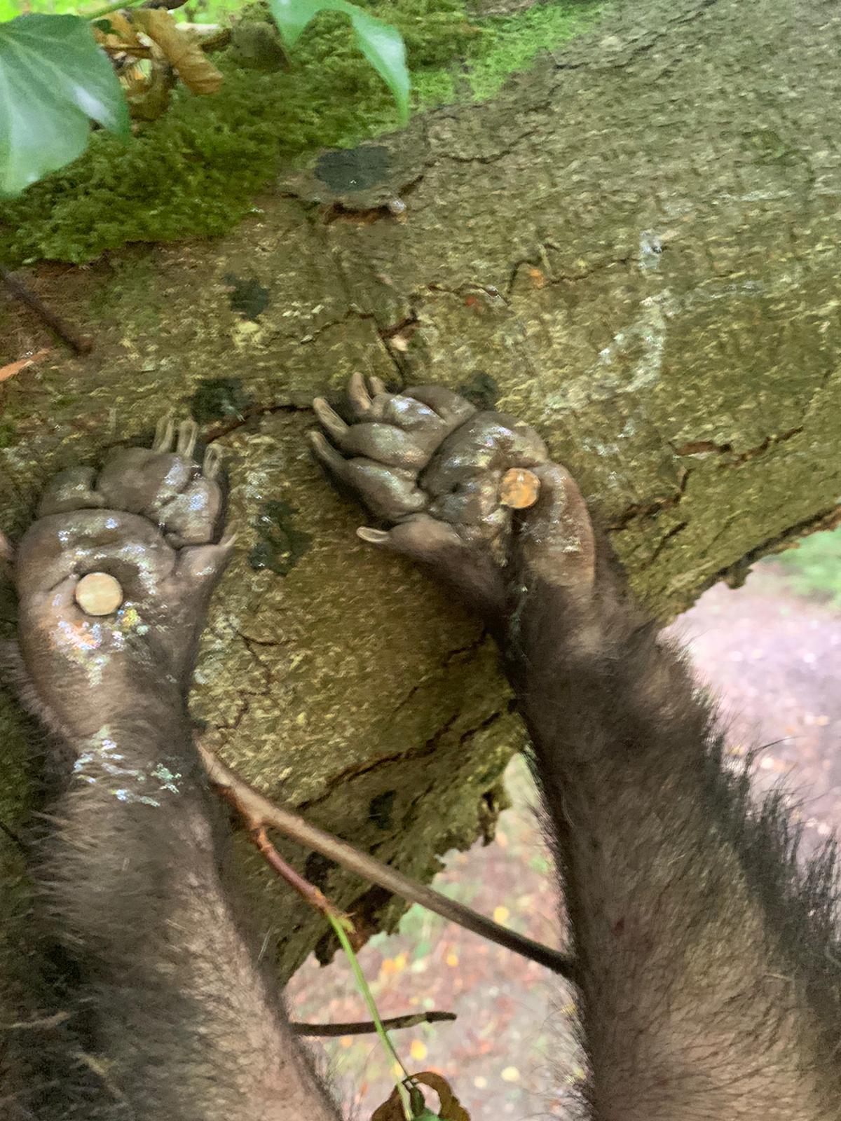 Warning: graphic content