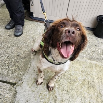 PD Bryn