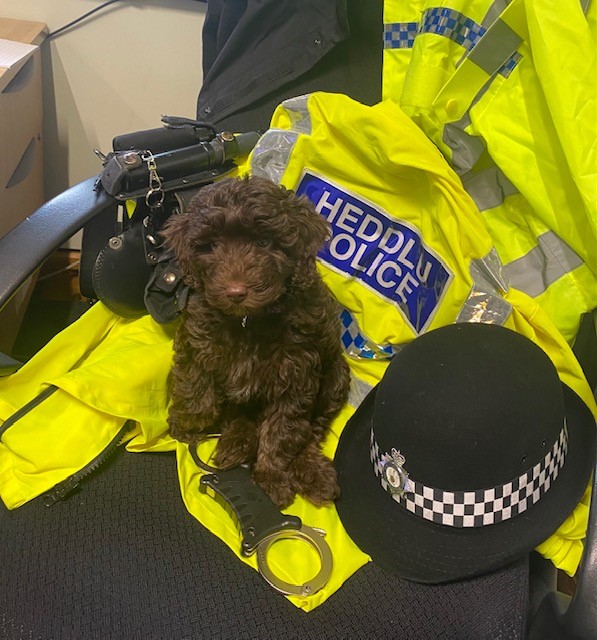 New Police Dog, Nansi