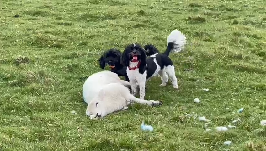 Two dogs attack sheep in worrying incident