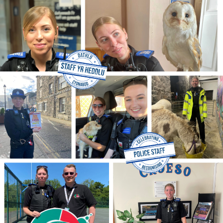 PCSO Shannon 